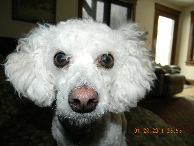 White Poodle