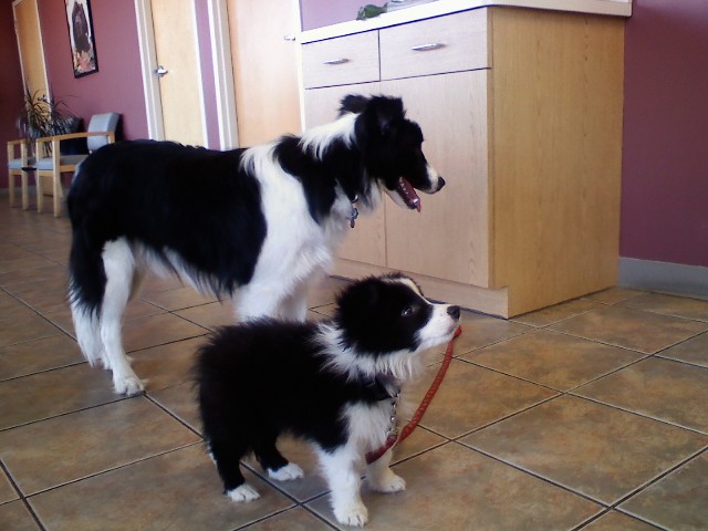 Rocket and Indy Border Collies Hobson Valley AC