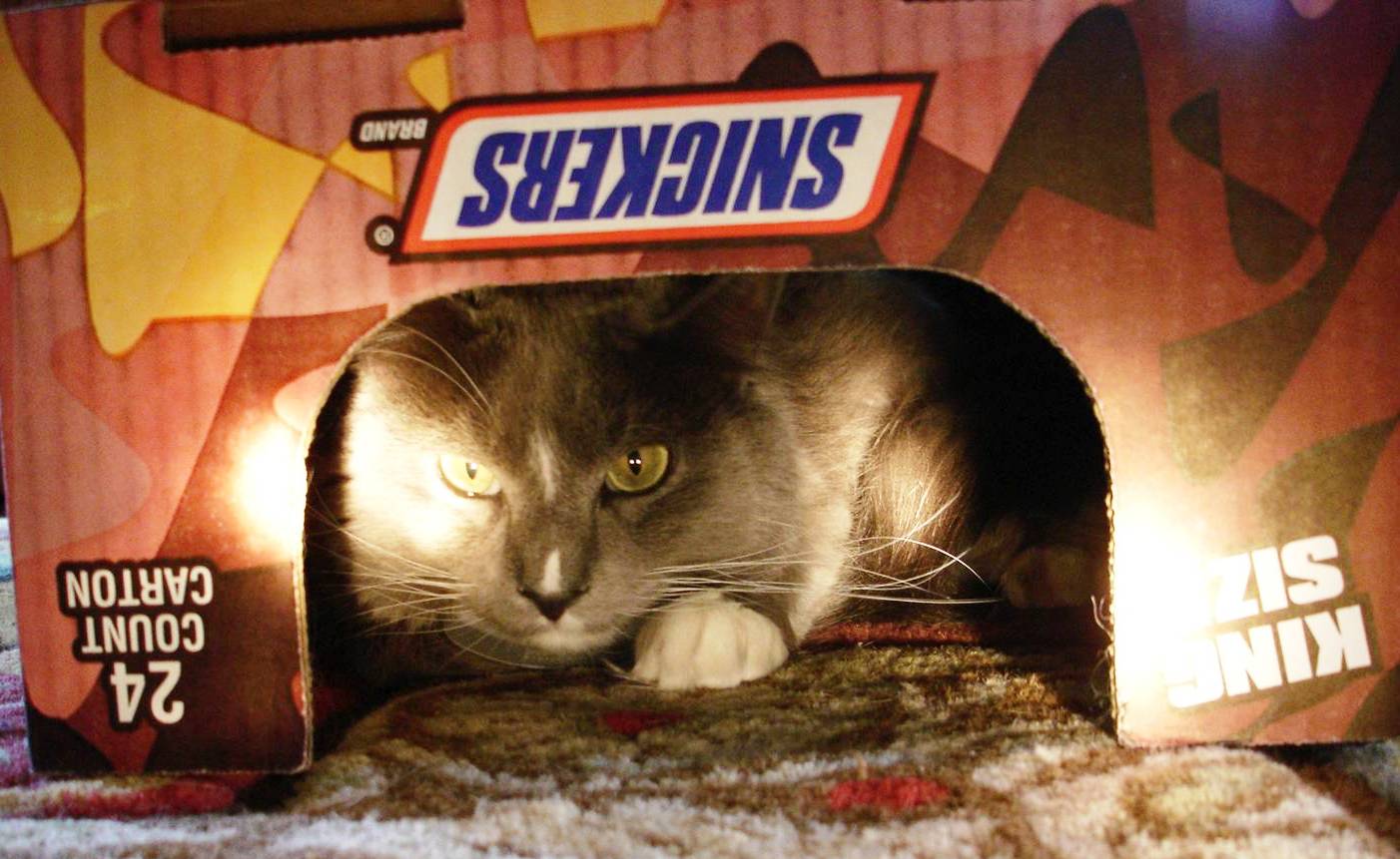 Cat hiding in box