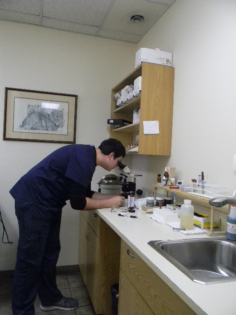 Jacob in lab Hobson Valley Animal Clinic Woodridge 60517